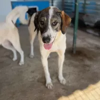 LILA