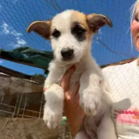 animal adopté LUBI
