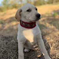 MACELA