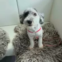 MILOU