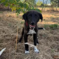 NALA