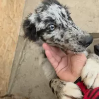 PALOMA