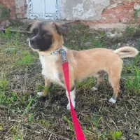 PEKI