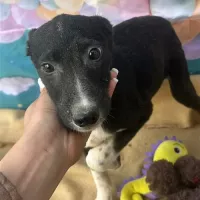 PERLA