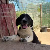 animal adopté PUFFY