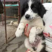 animal adopté SINDY