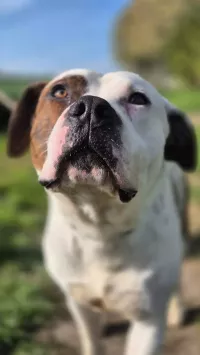 PUMBA