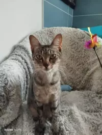 ABY