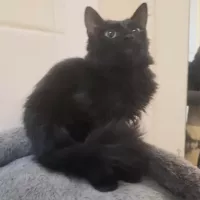 animal adopté BOGART