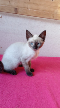 animal adopté BELLA