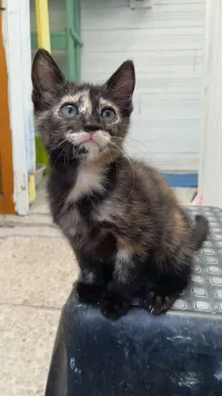 animal adopté CASSIOPEE