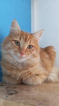 animal adopté FOZZIE