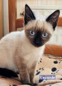 adoption décès LAVANDE