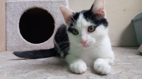 animal adopté MELUSINE