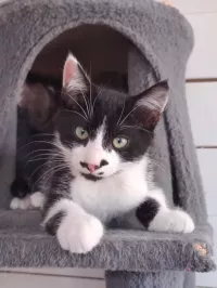 animal adopté MENTHE