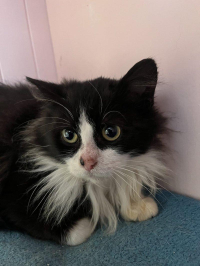 animal adopté MICKEY