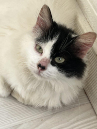 animal adopté MINIE