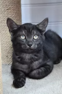 animal adopté ROMEO