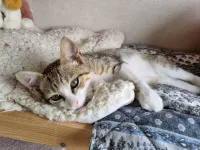 TITO