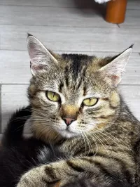 animal adopté Bella