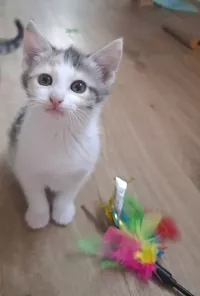 animal adopté Bianca