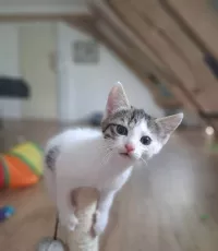 animal adopté Boubou