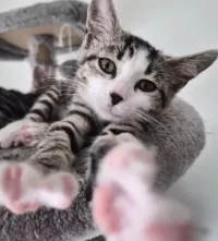 animal adopté Bountie