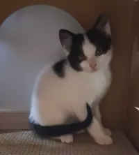 animal adopté Brindille
