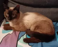 animal adopté Laïus