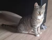 animal adopté Mimi
